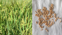 La investigación concentró el estudio en la hoja bandera, la última en brotar antes de la panoja de arroz